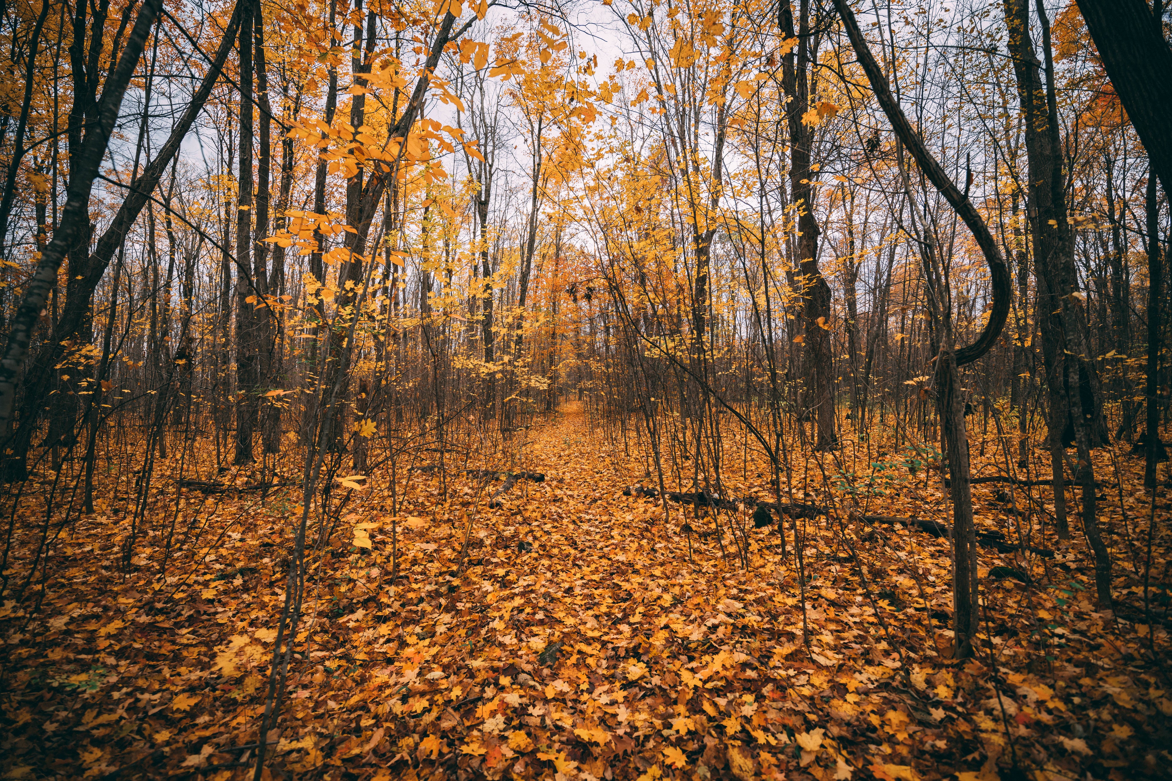 golden-autumn-leaves.jpg