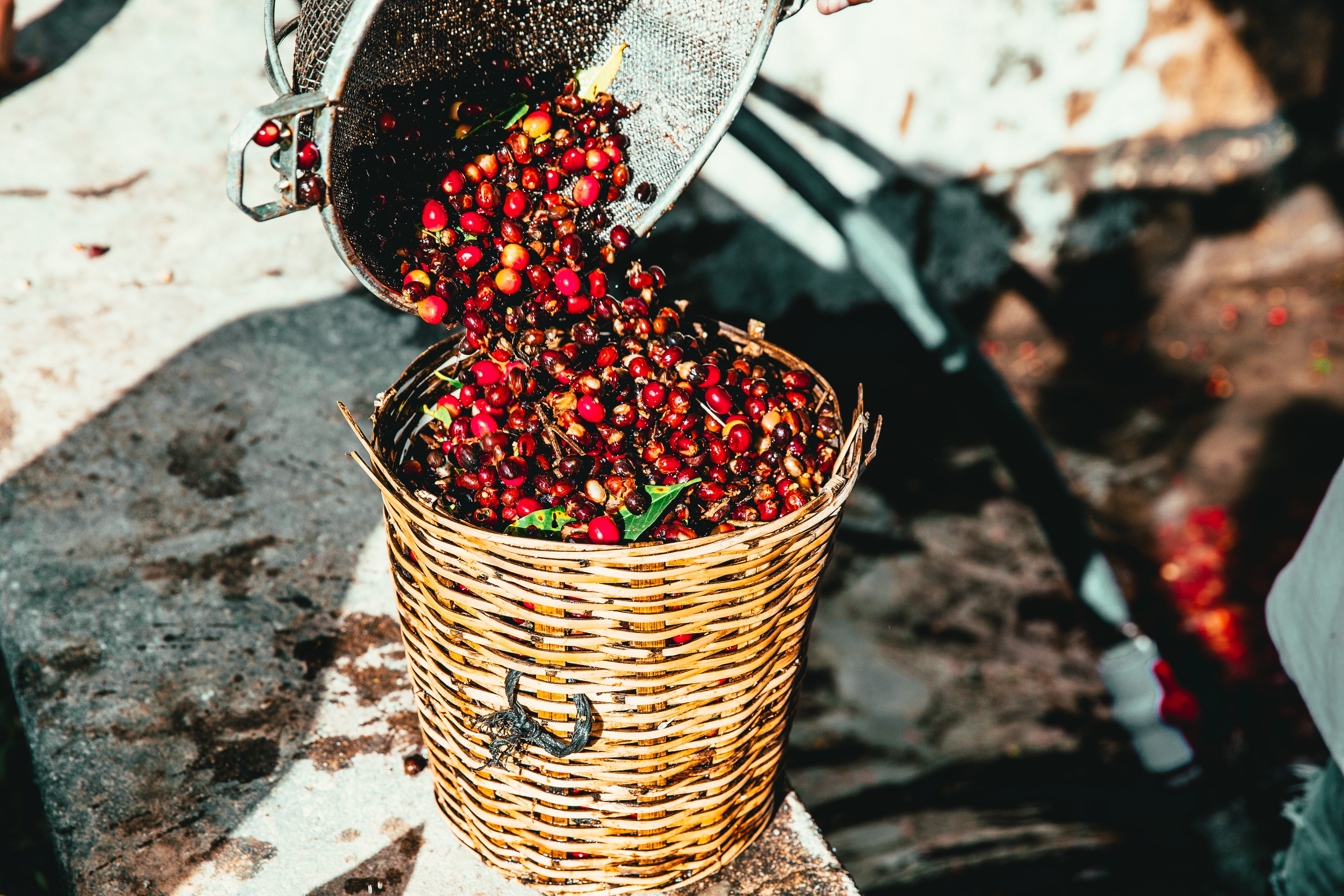 raw-coffee-being-harvested.jpg